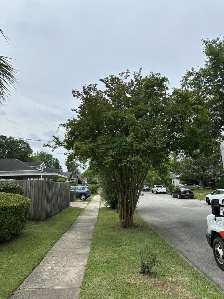Same tree after pruning by Iron Logistics — clean and lifted