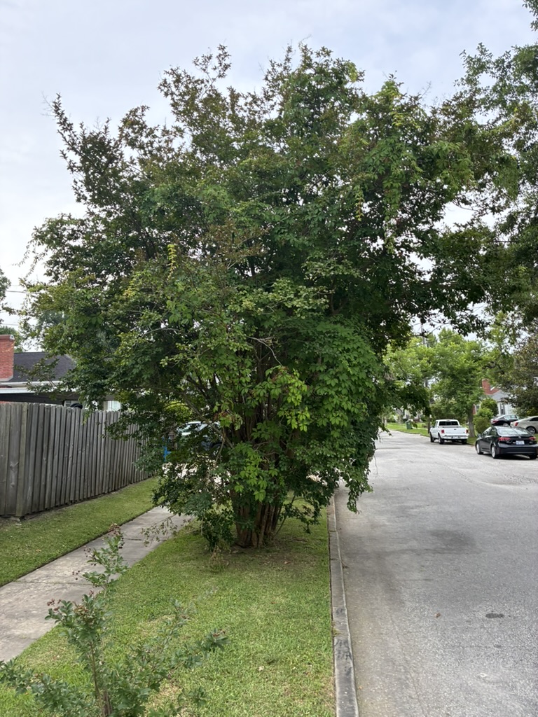 Overgrown tree blocking sidewalk before pruning in Wilmington NC