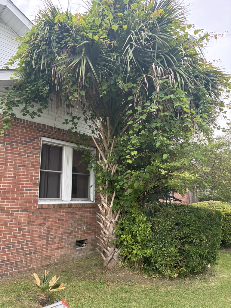 Palm tree overgrown with vines before removal in Wilmington NC